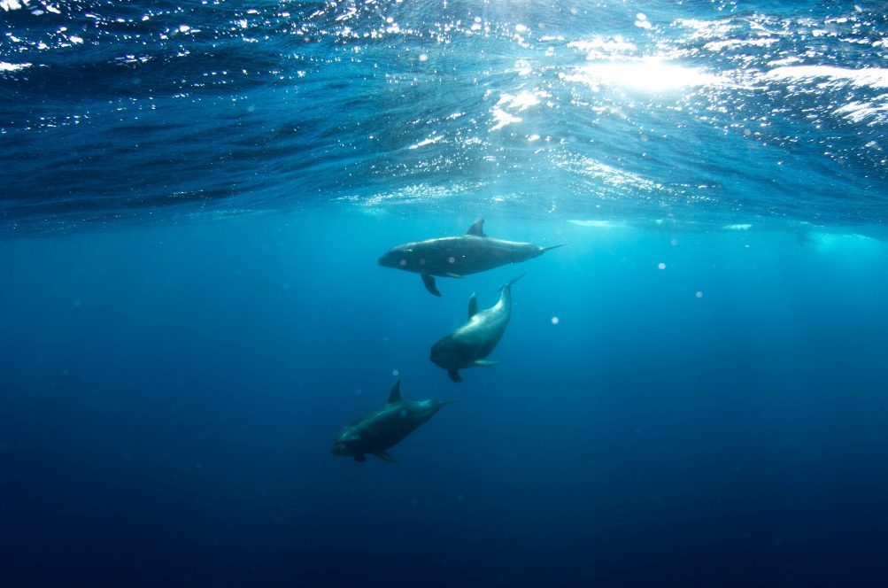 Whale Watching in Tenerife