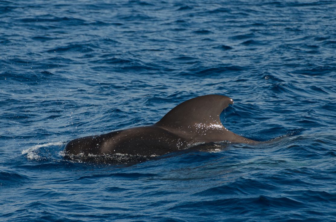 Clients-Tenerife-Watching-Whales-and-Dolphins-Los-Cristianos